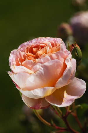 Pink Roses Delight
